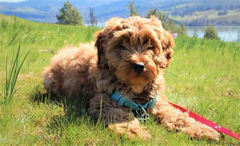 Mini Labradoodle Dog Breed Complete Information