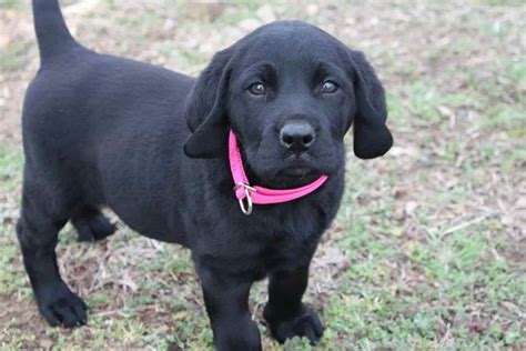 Black Labrador Adoption | PETSIDI