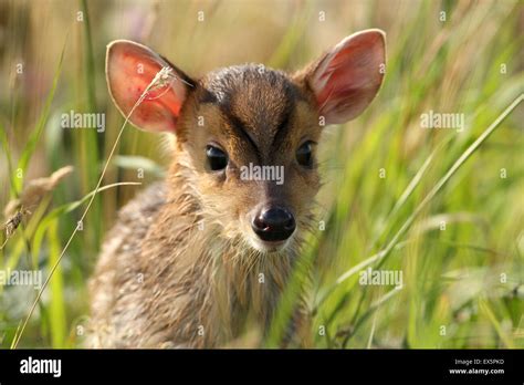 Muntjac fawn Stock Photo - Alamy