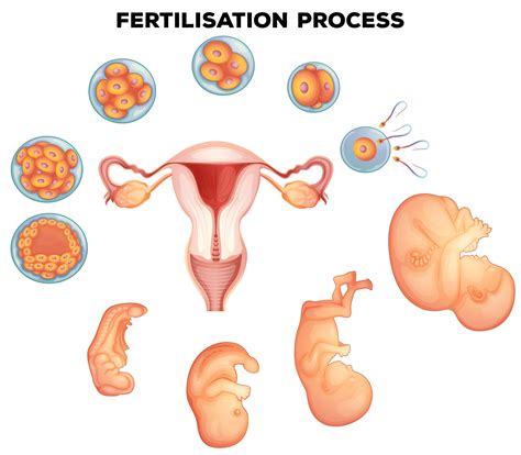 Fertilisation process on human 296780 Vector Art at Vecteezy