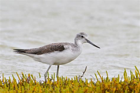 Common Greenshank - Wildlife Den - South African And Australian ...