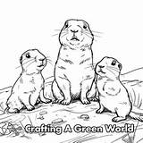 Prairie Dog Coloring Pages  Free & Printable sketch template