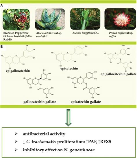 Frontiers | Bioactive Compounds as Potential Agents for Sexually Transmitted Diseases Management ...