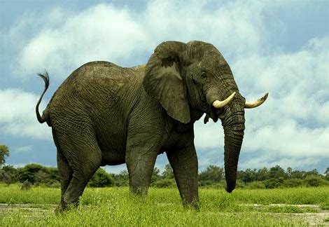 Top 10 Noisiest Animals On Earth-Top Things Around Us