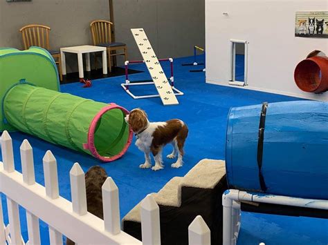 Indoor Dog Parks to Take the Winter Chill Off - BringFido