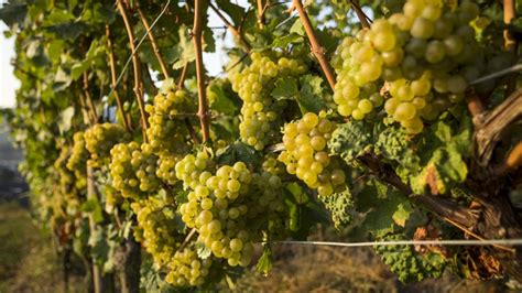 Riesling: The Aromatic White Wine Grape Variety