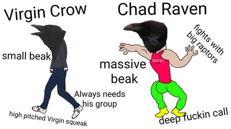 Chad : r/BirdingMemes