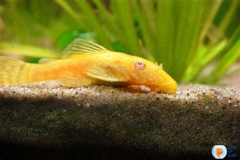 Albino Bristlenose Pleco (Ancistrus Cirrhosis) Ultimate Care Guide