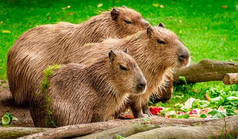 Animales que encontrarás en el Parque Manu [Perú] | Howlanders