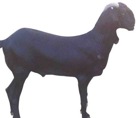 black bengal goat Manufacturer in Ahmednagar Maharashtra India by ...