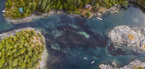 Drones, Planes, and Satellites: A Guide to Mapping Kelp from Sky and ...