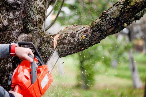 Quand couper des branches d'arbres? | Émondage SBP