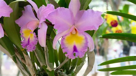 Discover the National Flower of Venezuela: Orchid Cattleya Mossiae - A ...