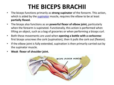 PPT - ANTERIOR COMPARTMENT OF ARM & CUBITAL FOSSA PowerPoint Presentation - ID:2770657