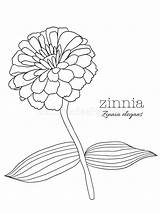 Zinnia Elegans Flower Coloring Page/Wall Art  Etsy sketch template