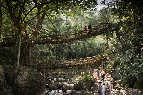 Meghalaya's Living Root Bridges: Complete Travel Guide