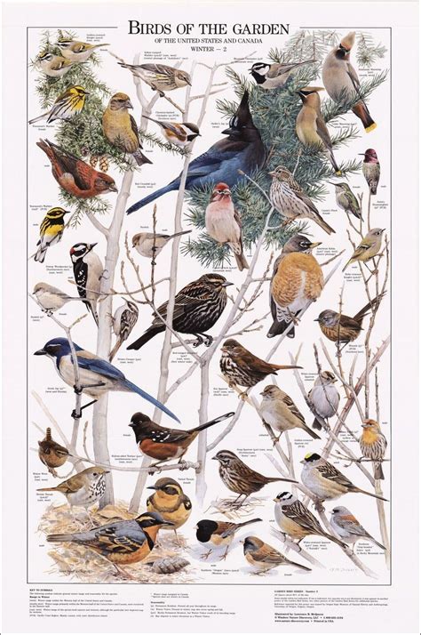 Birds of the Garden: Winter II Chart | Art | Pinterest | Bird ...