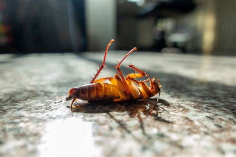 Are Cockroaches Dangerous? - Pest Control Zone