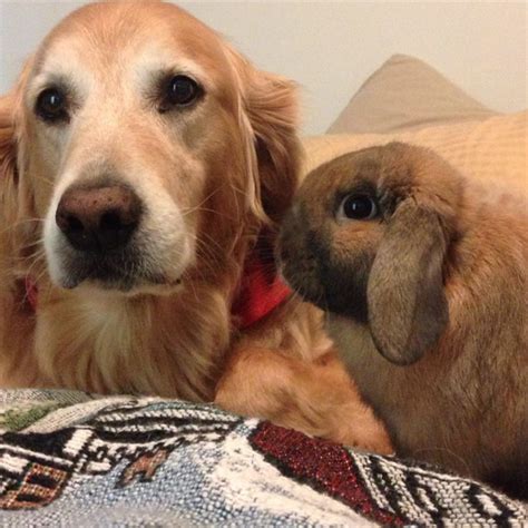 Nothing is Cuter Than These Dogs Playing With Bunnies | The Dog People by Rover.com