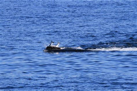 Orca-Salmon Month events | The Journal of the San Juan Islands