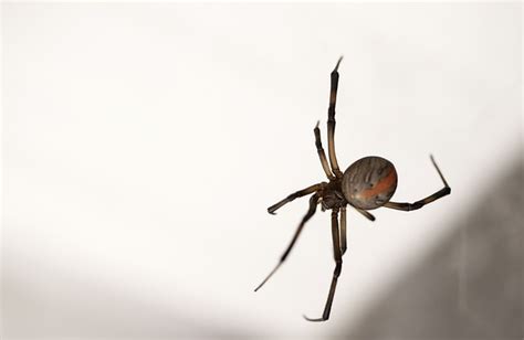 How To Treat a Redback Spider Bite - Newcastle Pest Exterminators