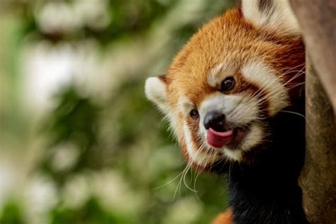 What Do Red Pandas Eat? Facts About Their Diet & More | EarthLife