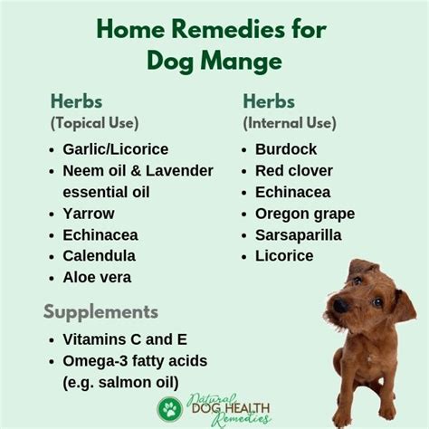 Home Remedies for Mange in Dogs & Puppies