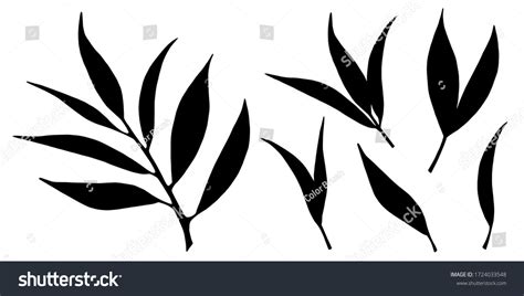 6,608 Black and white eucalyptus leaves Images, Stock Photos & Vectors ...