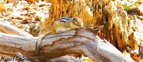 Sleeping Chipmunk by MikaSharpie on DeviantArt