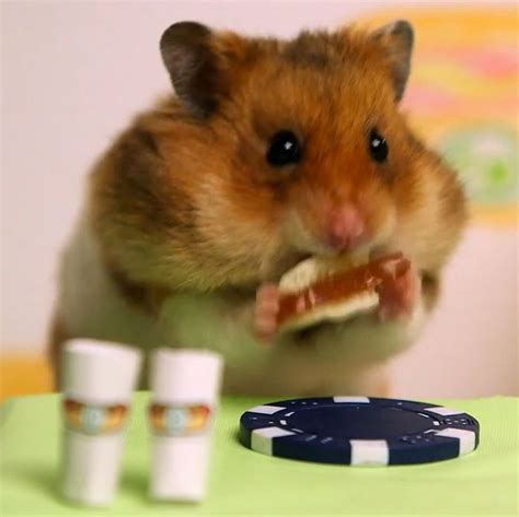 Kobayashi Battles the Tiny Hamster in the Eating Contest You’ve Eagerly ...