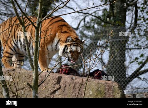 Siberian Tiger Feeding at Dartmoor Zoo Stock Photo - Alamy