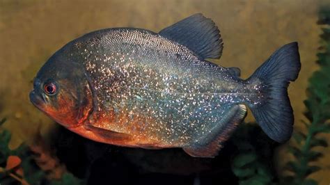 piranha | Description, Size, Diet, Habitat, & Facts | Britannica