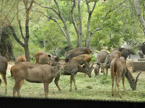 Photography: Bannerghatta National Park Safari