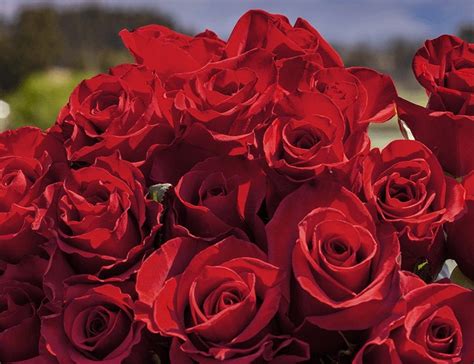 Global Demand Blooms for Ecuador Floriculture | Super Floral