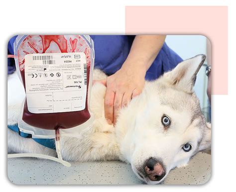 Do Dogs Have Blood Transfusions
