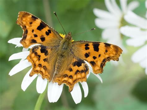 Caterpillar food plants | Sussex Wildlife Trust