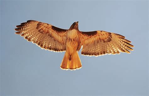 Red-tailed hawk flying high | The Daily Courier | Prescott, AZ