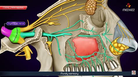 Maxillary division of Trigeminal nerve (V2 or Vb) / Maxillary nerve - Anatomy Animation - YouTube