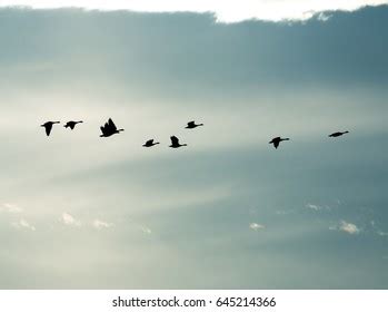 Flying Birds Sunset Background Stock Photo 629156279 | Shutterstock