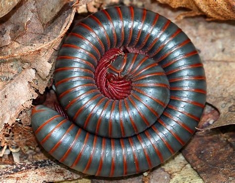 American Giant Millipede | Project Noah