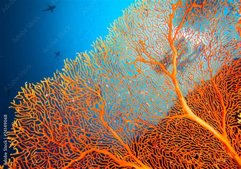 Couple of scuba divers on coral reef Stock Photo | Adobe Stock