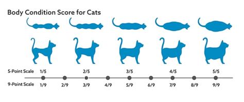 Body Condition Scores | VCA Animal Hospital