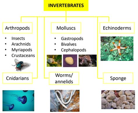 Bilingual Year 3: Invertebrate animals