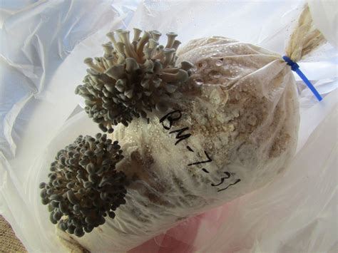 Blue Oyster Mushroom grain spawn 4 LB bag with 0.5 micron filter - Mushrooms, Spawns & Kits