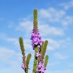 Order Lamiales Characteristics | Acanthus & Mint Flowers | BioExplorer