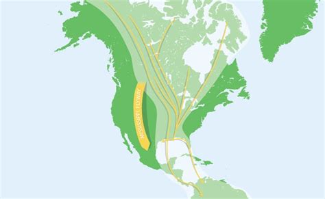 The 4 North American Bird Migration Paths