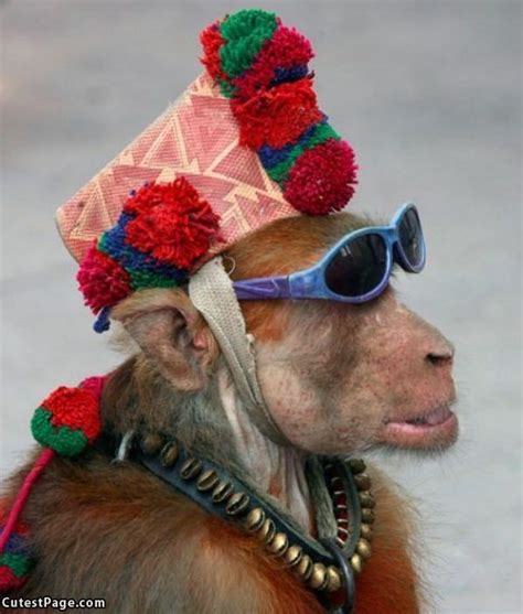 Funny Glasses | Funny Glasses | All Cute Pictures | Monkeys funny, Monkey pictures, Funny monkey ...