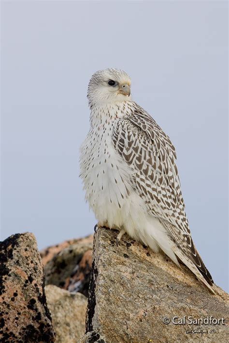 Gyrfalcon (Falco rusticolus) in Explore Raptors: Facts, habitat, diet ...