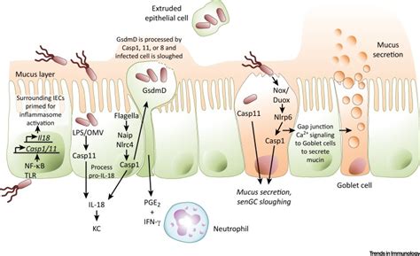 The Intestinal Epithelium: Central Coordinator of Mucosal Immunity: Trends in Immunology