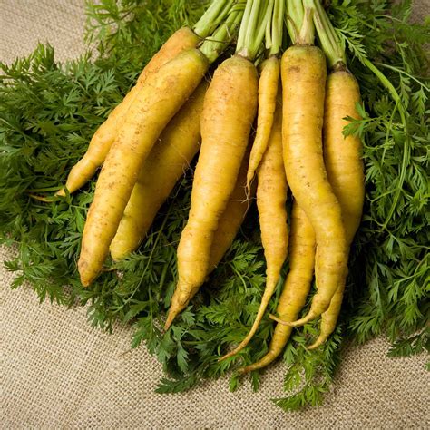 Yellow Carrot Garden Seeds - 4 Oz - Non-GMO, Heirloom Vegetable Garden & Microgreens Seeds ...